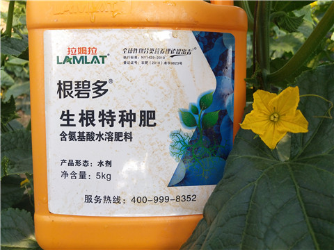 根碧多，菌劑，安碧解