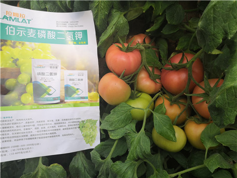 葉面肥，磷酸二氫鉀，鈣肥