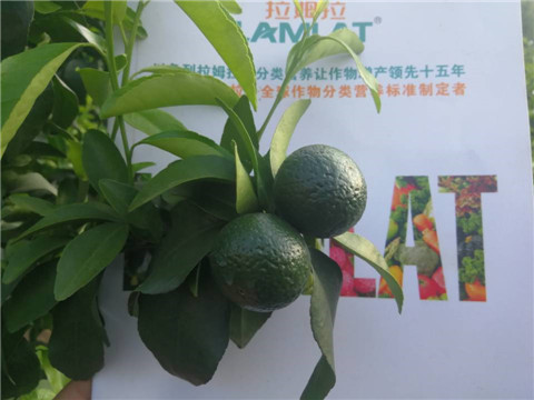 菌劑，水溶肥，