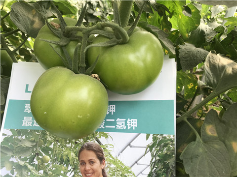 沖施肥，鈣肥
