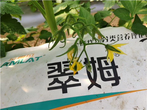 菌劑，拉姆拉