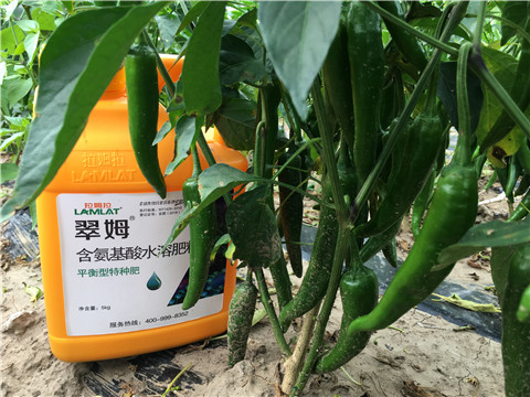 根碧多，微生物菌，葉面肥
