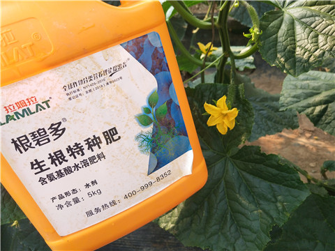 拉姆拉，根碧多，微生物菌劑