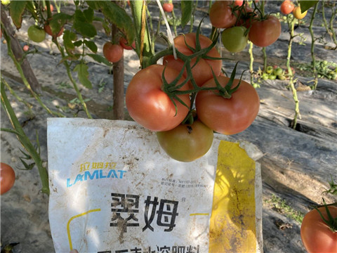 水溶肥，拉姆拉 
