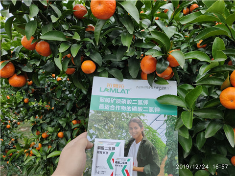 磷酸二氫鉀，葉面肥