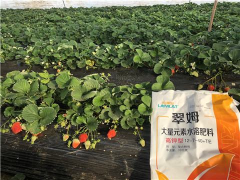 水溶肥，葉面肥，根碧多
