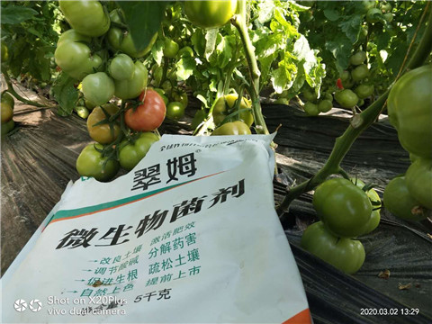 微生物菌劑，根碧多，磷酸二氫鉀