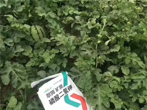 磷酸二氫鉀，硼肥，沖施肥
