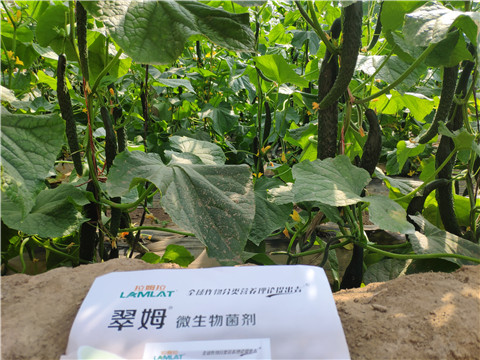 微生物菌劑，根碧多，水溶肥