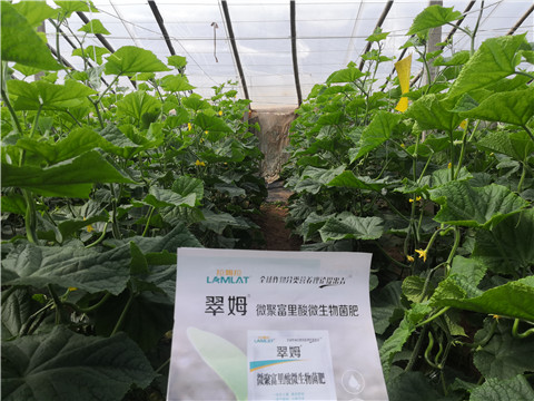 微生物菌劑，拉姆拉