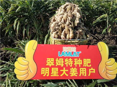 微生物菌劑，拉姆拉