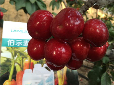 生根劑，微生物菌劑，拉姆拉，伯示麥
