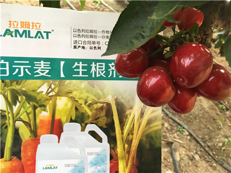 生根劑，微生物菌劑，拉姆拉，伯示麥