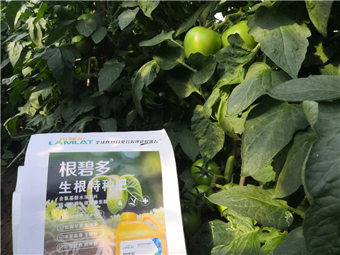 根碧多，拉姆拉