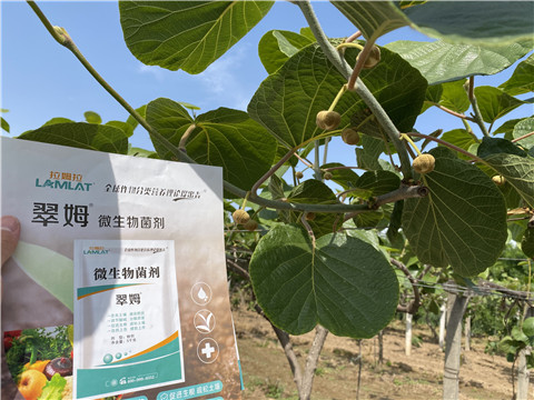 微生物菌劑，拉姆拉