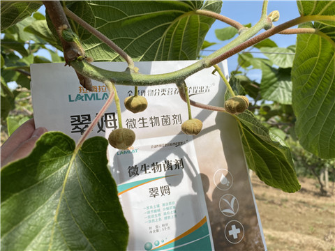 微生物菌劑，拉姆拉