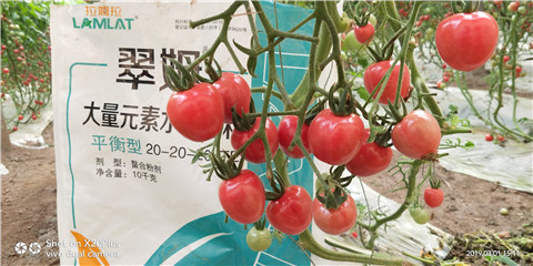 水溶肥，翠姆，拉姆拉