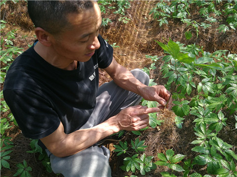 微生物菌劑，翠姆，拉姆拉