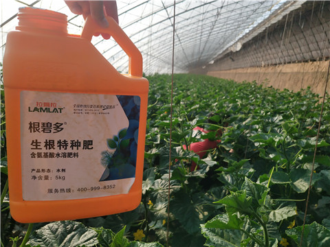 根碧多，拉姆拉