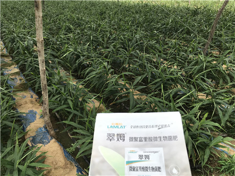 微生物菌劑，翠姆，拉姆拉