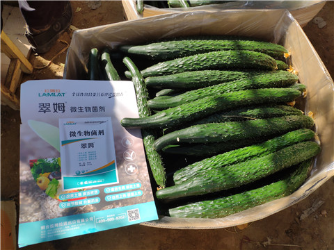葉面肥，安碧解，除草劑藥害