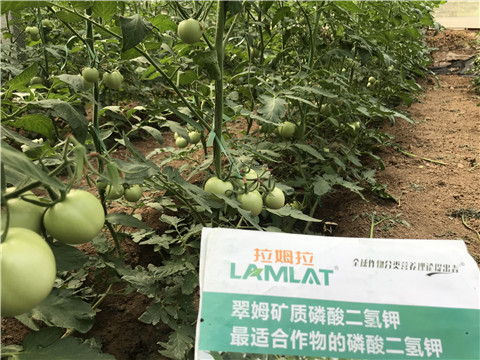 進(jìn)口水溶肥，拉姆拉，翠姆