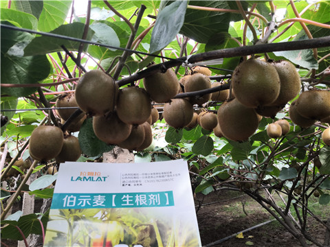 微生物菌劑，生根劑，伯示麥，拉姆拉