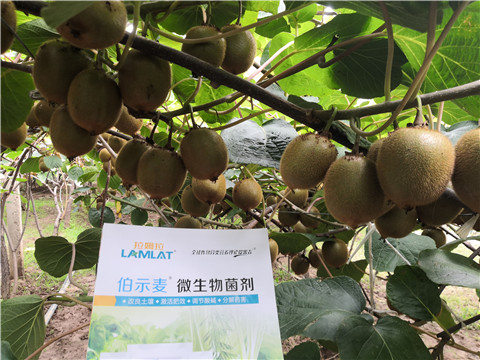 微生物菌劑，生根劑，伯示麥，拉姆拉