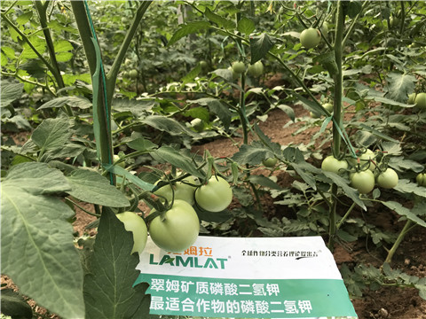 磷酸二氫鉀，拉姆拉，翠姆