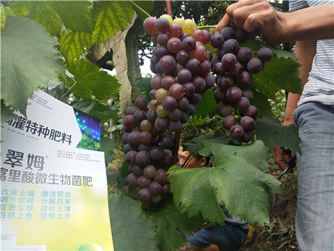 微生物菌劑，拉姆拉，翠姆