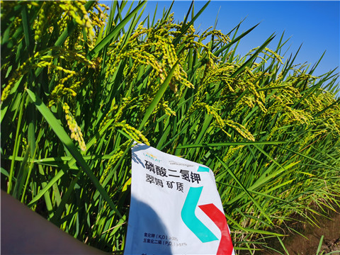 水溶肥，磷酸二氫鉀