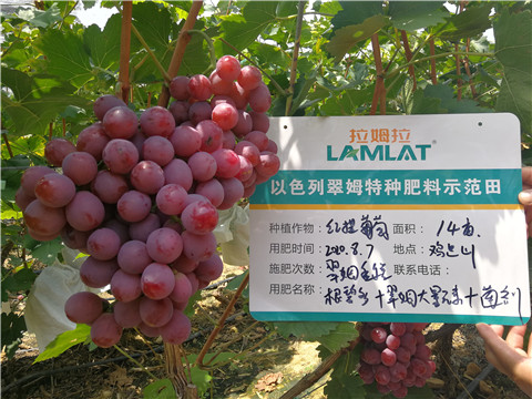 進口水溶肥，拉姆拉，翠姆