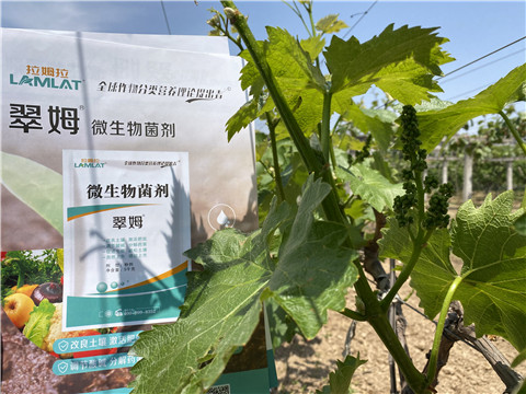 微生物菌劑，拉姆拉，翠姆
