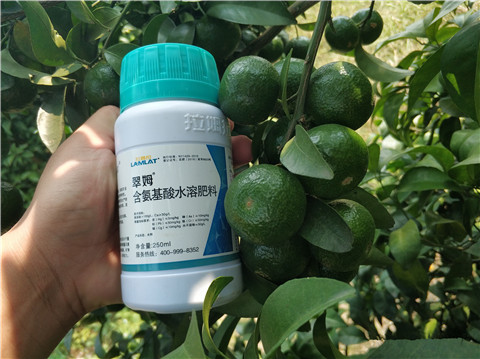 葉面肥，拉姆拉，翠姆