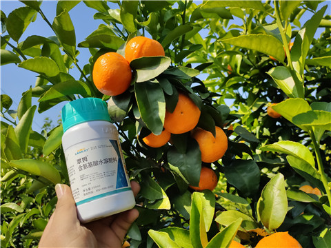 葉面肥，拉姆拉，翠姆