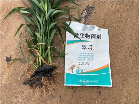 微生物菌劑，拉姆拉，翠姆