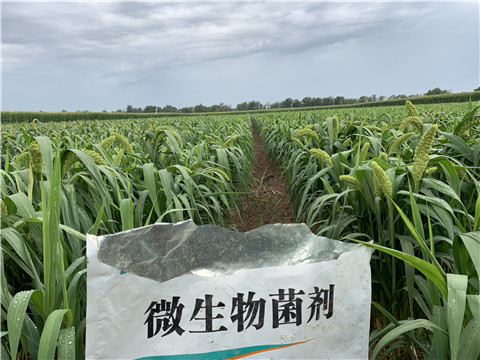 微生物菌劑，拉姆拉，翠姆