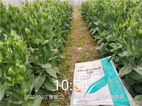 大量元素水溶肥，拉姆拉，翠姆