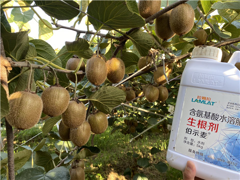 進(jìn)口水溶肥，拉姆拉，伯示麥