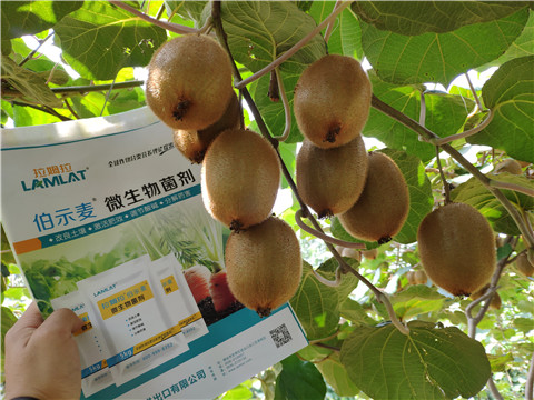進(jìn)口水溶肥，拉姆拉，伯示麥