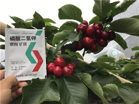 水溶肥，拉姆拉，翠姆