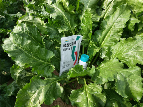 水溶肥，拉姆拉，翠姆