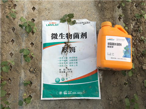 水溶肥，拉姆拉，翠姆