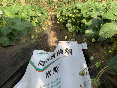 水溶肥，拉姆拉，翠姆