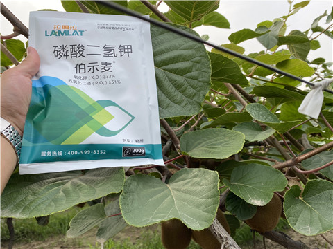 磷酸二氫鉀，拉姆拉，伯示麥
