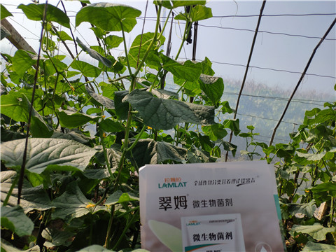 水溶肥，拉姆拉，翠姆
