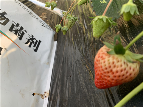 微生物菌劑，拉姆拉，翠姆