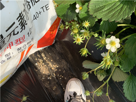 水溶肥，拉姆拉，翠姆