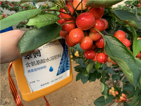 水溶肥，拉姆拉，翠姆