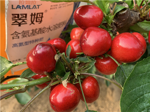 水溶肥，拉姆拉，翠姆